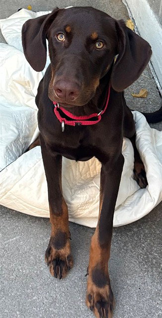 DARNELL, a dog for adoption from Animal Rescue League of Boston - Cape Cod Branch