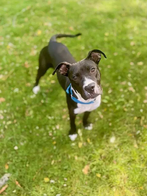 Jillian - Boxer