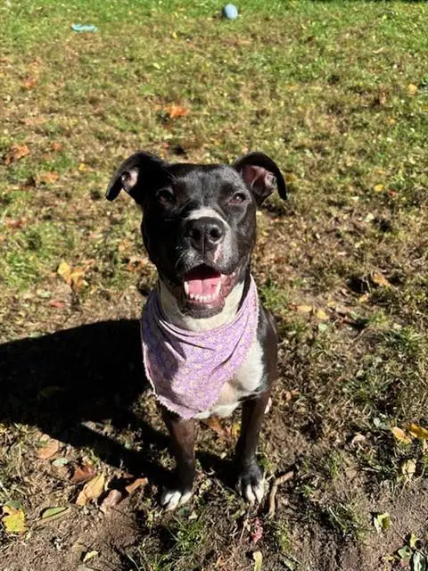 Jillian - Boxer