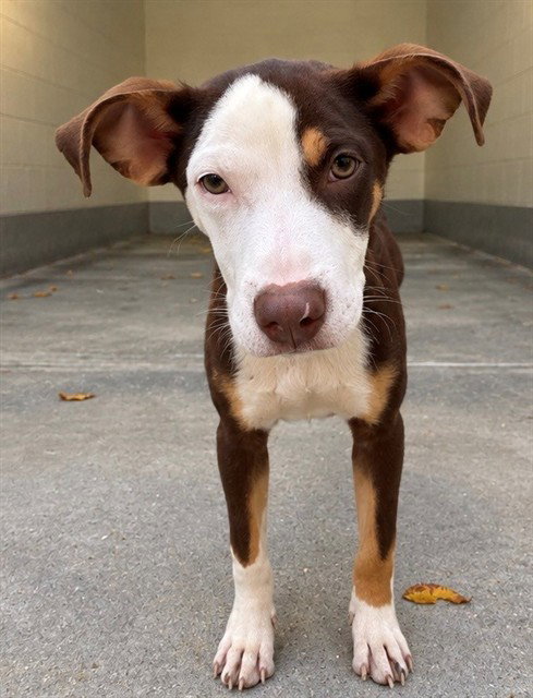 IAN, a dog for adoption from Animal Rescue League of Boston - Cape Cod Branch