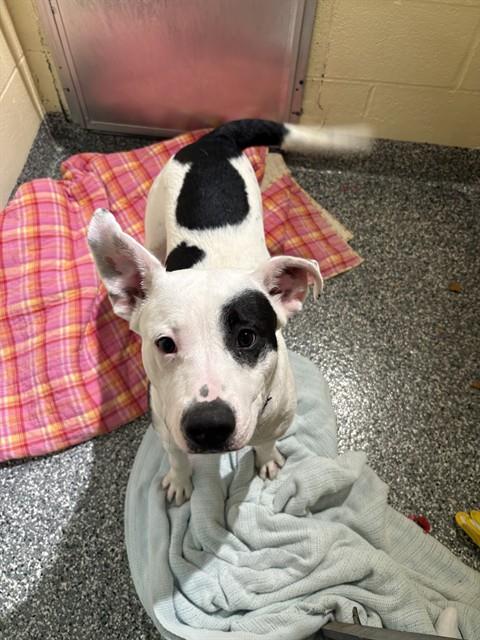 CAPTAIN JACK, a dog for adoption from Animal Rescue League of Boston - Cape Cod Branch
