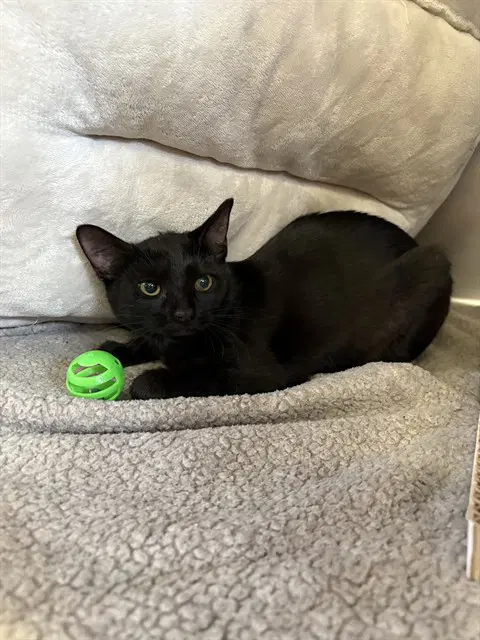 Maddie - Domestic Short Hair
