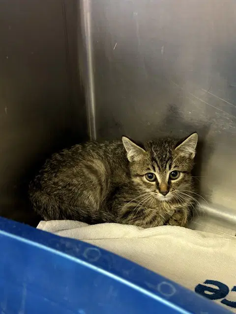 David - Domestic Short Hair
