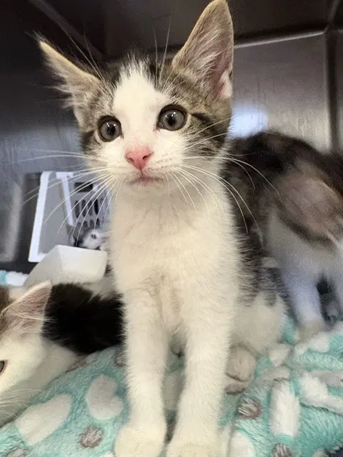 Bud - Domestic Short Hair