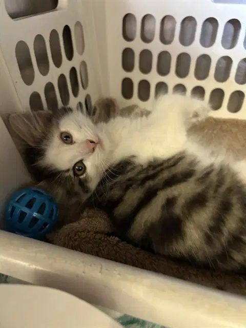 Corey - Domestic Short Hair