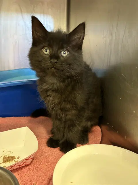 Camellia - Domestic Short Hair