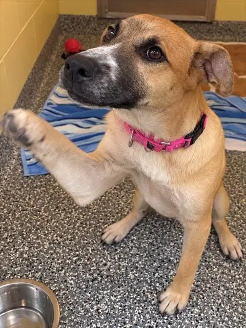 Dobby - German Shepherd Dog