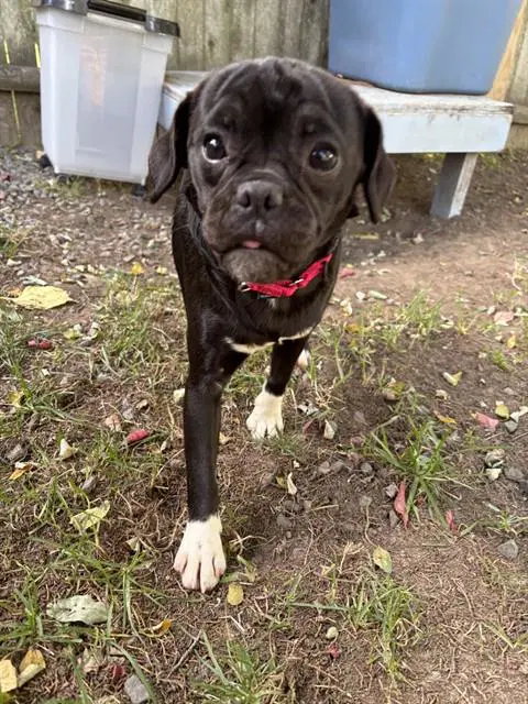 Wilma - Pug