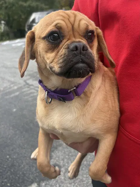 Pebbles - Pug