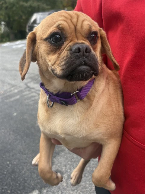 Pebbles