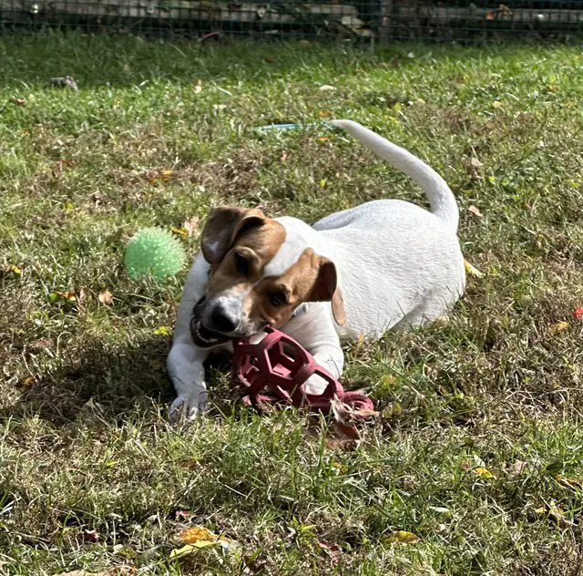 Bruce - Beagle