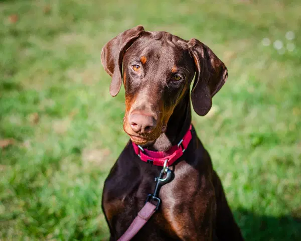 Marquis - Doberman Pinscher
