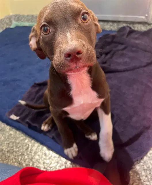Velma - Labrador Retriever