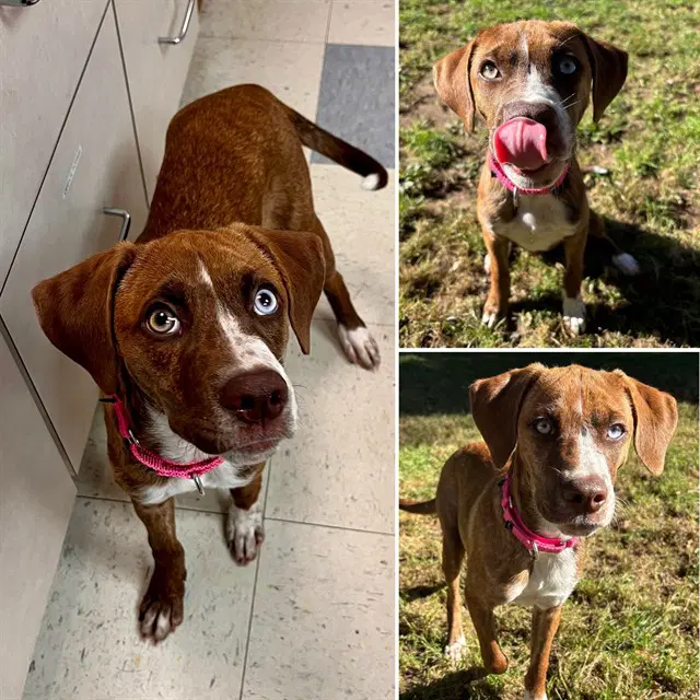 Quinn - Labrador Retriever