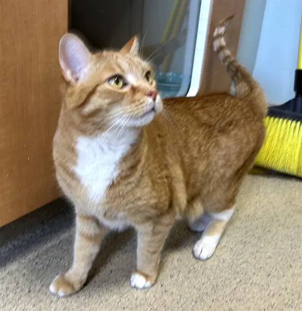 Sam - Domestic Short Hair