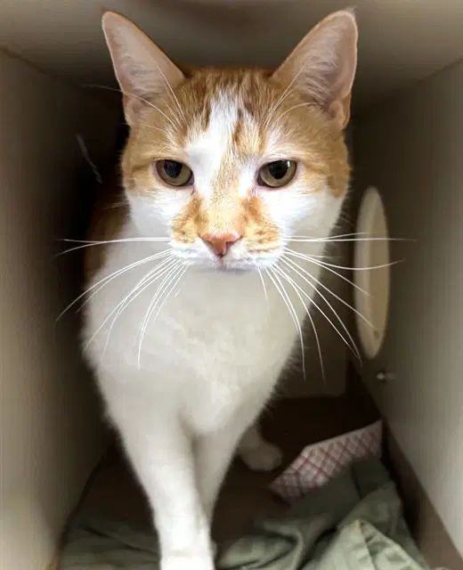 Leo - Domestic Short Hair
