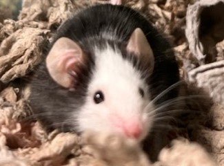 adoptable Mouse in Dedham, MA named CHOWDER