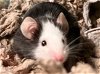 adoptable Mouse in , MA named CHOWDER
