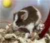 adoptable Mouse in dedham, MA named ANGELO