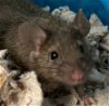 adoptable Mouse in , MA named CAPPUCCINO