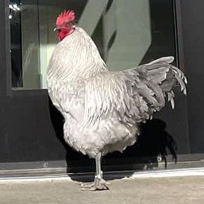 adoptable Chicken in Dedham, MA named KING RICHARD