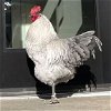 adoptable Chicken in dedham, MA named KING RICHARD