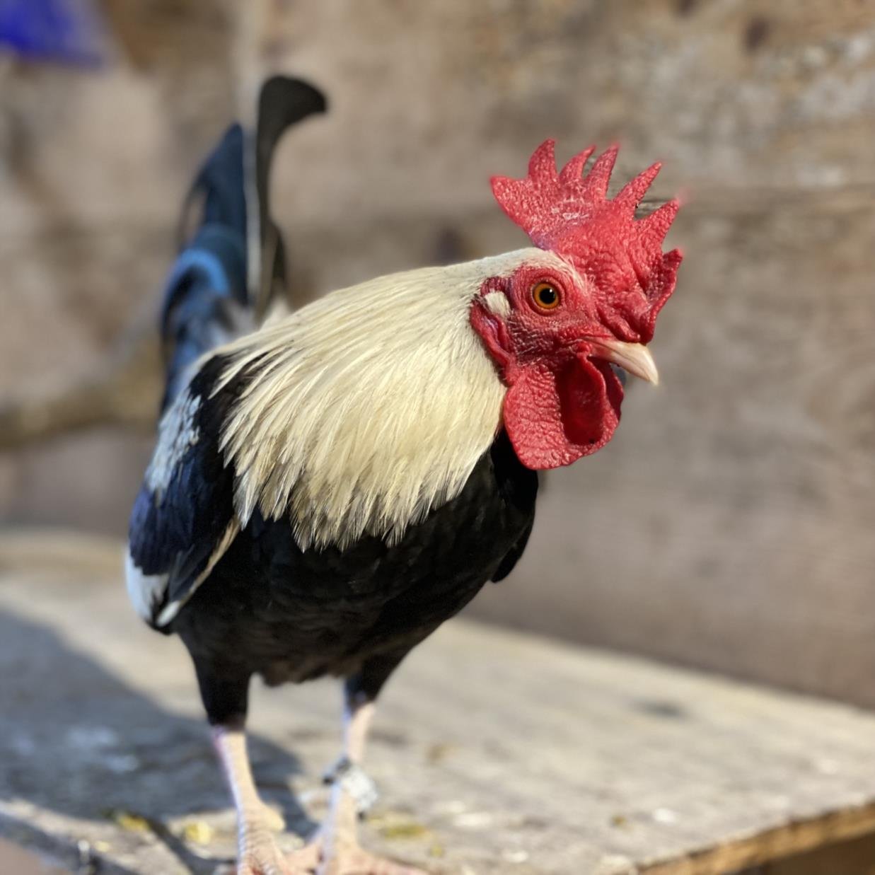 adoptable Chicken in Dedham, MA named SERGE