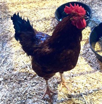 adoptable Chicken in Dedham, MA named TIM