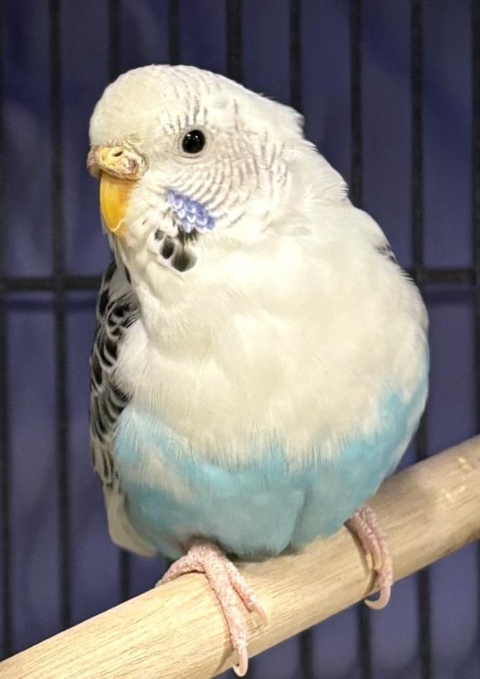 adoptable Bird in Dedham, MA named LILY