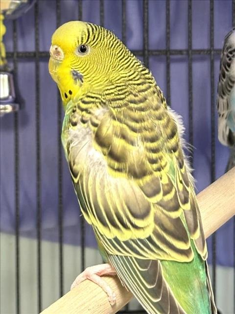 adoptable Bird in Dedham, MA named DAFFODIL