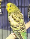adoptable Bird in dedham, MA named DAFFODIL
