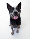 adoptable Dog in dedham, MA named BLU