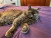 adoptable Cat in dedham, MA named BLUEBELL