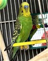 adoptable Bird in  named MR WOLF