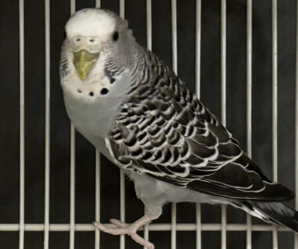 adoptable Bird in Dedham, MA named TANK GIRL