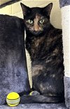 adoptable Cat in dedham, MA named CRAISIN