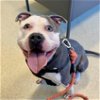 adoptable Dog in dedham, MA named ACE