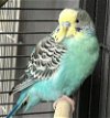 adoptable Bird in , MA named DEXTER