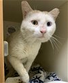 adoptable Cat in , MA named SEAHORSE