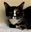 adoptable Cat in , MA named JOAN FONTAINE