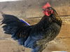 adoptable Chicken in , MA named BROOKS