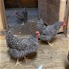 adoptable Chicken in , MA named DOTTIE