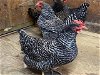 adoptable Chicken in , MA named MAGGIE