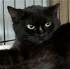 adoptable Cat in , MA named OPHELIA