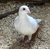 adoptable Bird in  named PRETTY GIRL