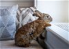 adoptable Rabbit in , MA named STEVEN SPIELBERG