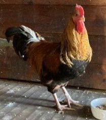 adoptable Chicken in Dedham, MA named JOAQUIN PHOENIX