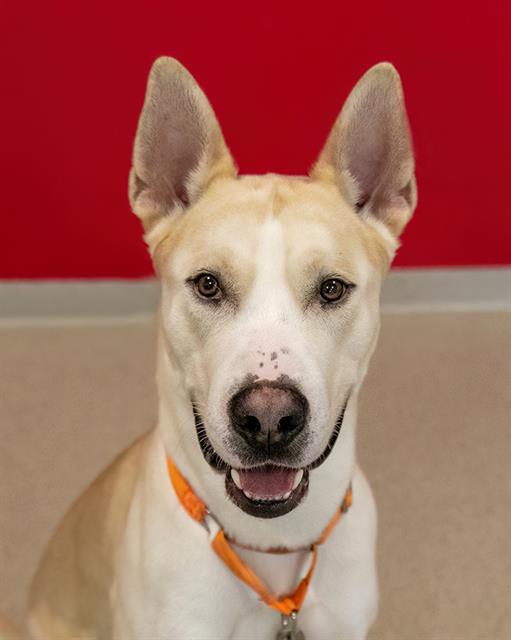 adoptable Dog in Dedham, MA named ARLO