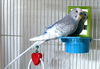 adoptable Bird in , MA named RUSTY JONES