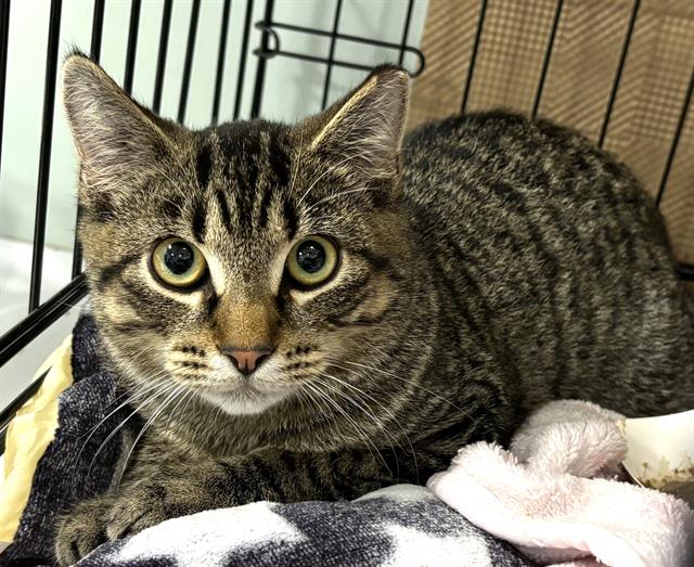 adoptable Cat in Dedham, MA named JOSEPH